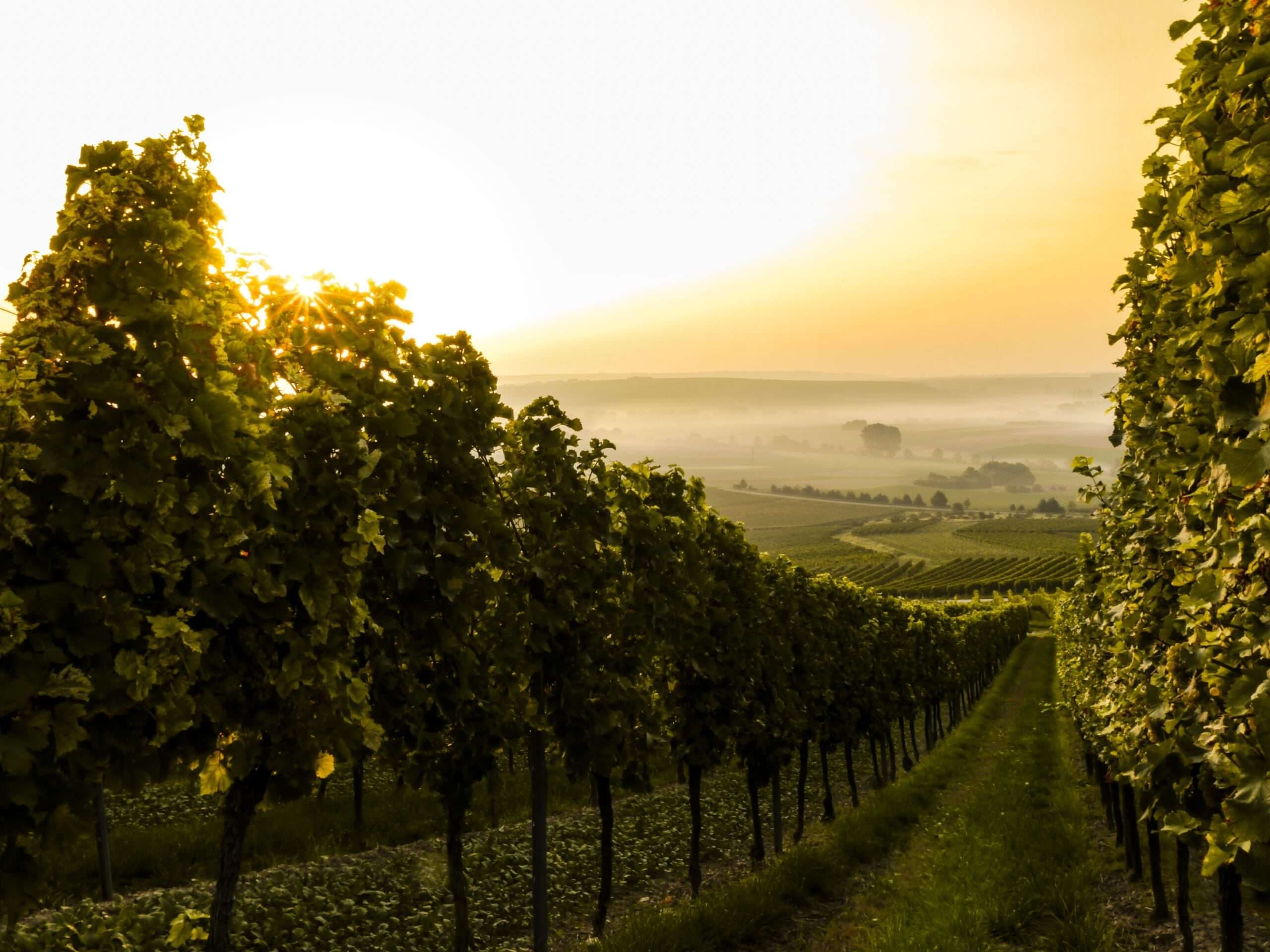 Premiumwein